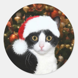 Pegatina Redonda Navidades de gatitos de Tuxedo