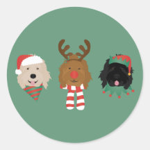 Navidades Goldendoodle Dogs
