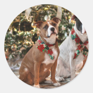 Pegatina Redonda Navidades inteligentes rescatan a Pitbull y al Bul