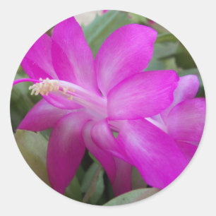 Pegatina Redonda Navidades rosados florecimiento de cactus