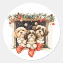 Navidades Shih Tzu Dogs