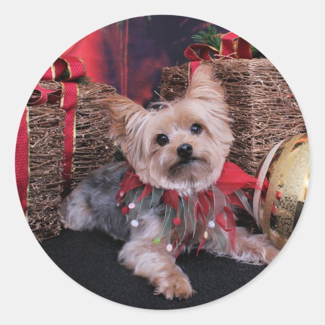Pegatina Redonda Navidades - Yorkshire Terrier - Vinnie (Anverso)