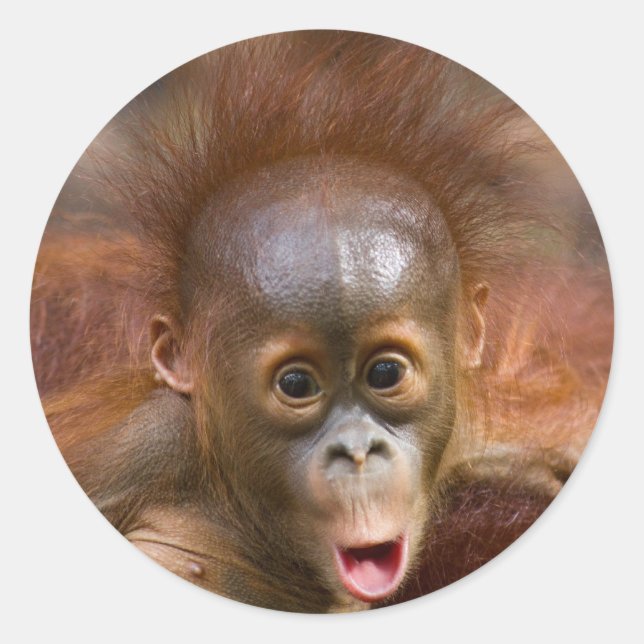 Pegatina Redonda Negocio de los monos 1 (Anverso)