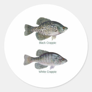 Pegatina Redonda Negro - Crappie blanco (con título)