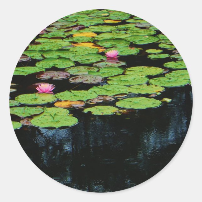 Pegatina Redonda negro loto rosa (Anverso)