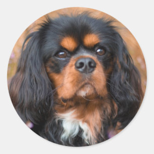 Pegatina Redonda Negro y Tan Cavalier Rey Charles Spaniel Dog