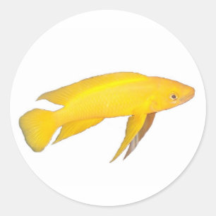 Pegatina Redonda Neolamprologus leleupi