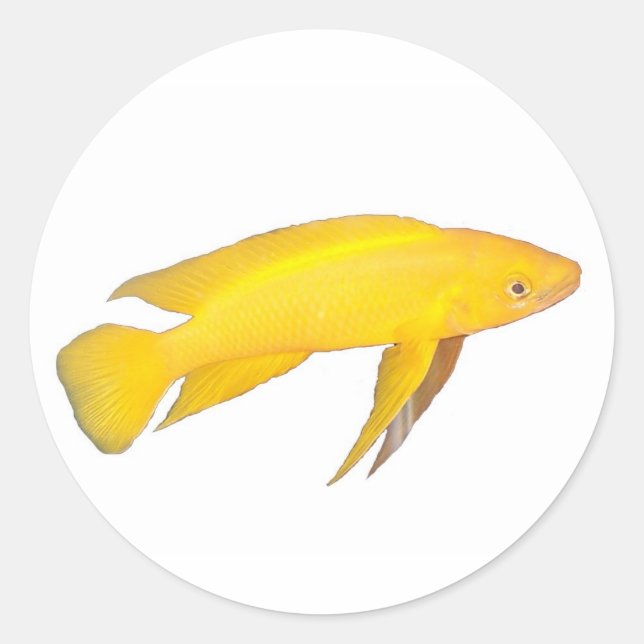 Pegatina Redonda Neolamprologus leleupi (Anverso)