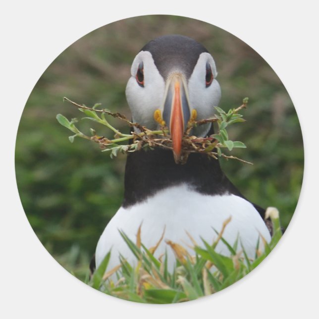 Pegatina Redonda Nest Builder Puffin (Anverso)