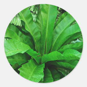 Pegatina Redonda Nest Fern de pájaro