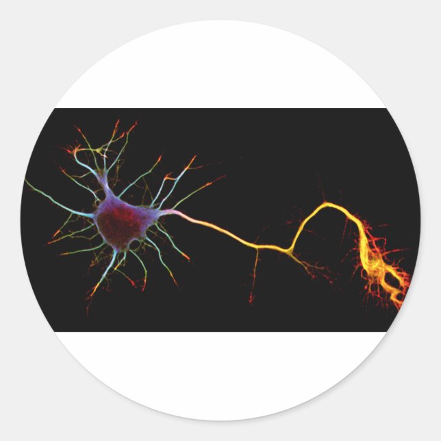 Pegatina Redonda Neuroscience, neuron , science (Anverso)