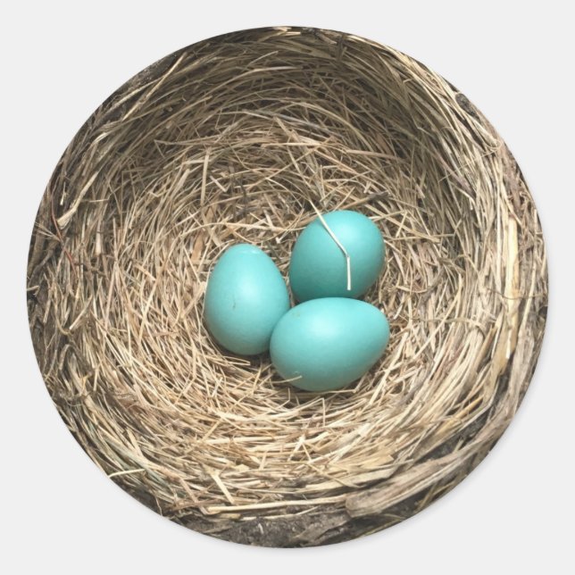 Pegatina Redonda Nido de aves con huevos azules (Anverso)
