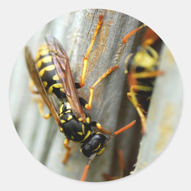 Pegatina Redonda Nido de avispas (Anverso)