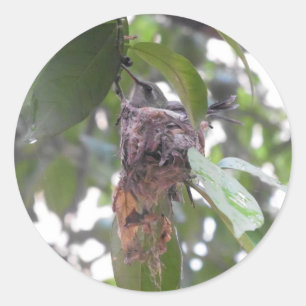 Pegatina Redonda Nido de colibrí