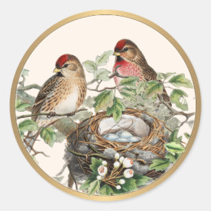 Pegatina Redonda Nido de pájaro Redpoll primavera naturaleza marco 