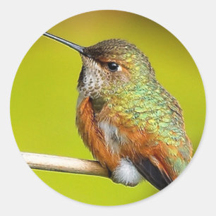 Pegatina Redonda Niña Pequeña Feisty: El Colibrí Rufous