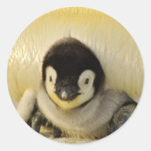 Niño pingüino