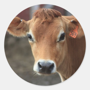 Pegatina Redonda No crees que soy Bonito Jersey Cow