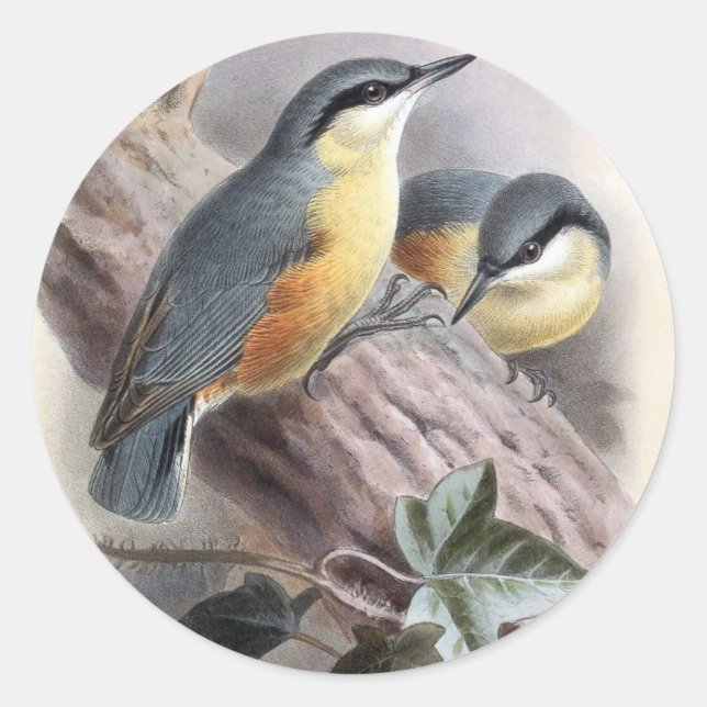 Pegatina Redonda Nuthatch (Anverso)