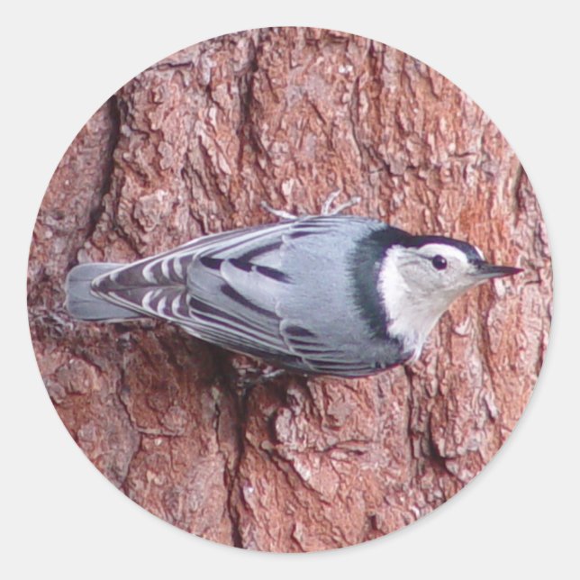 Pegatina Redonda Nuthatch Bird Pegatinas (Anverso)
