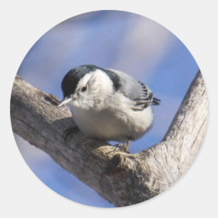 Pegatina Redonda Nuthatch de pechos blancos