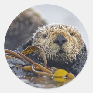 Pegatina Redonda Nutria de mar de California