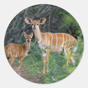 Pegatina Redonda Nyala (Tragelaphus Angazii) Con Joven, Ndumo