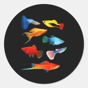 Pegatina Redonda Obreros vivos Fish Mollies espada Guppies Platy