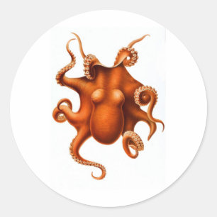 Pegatina Redonda Octopus naranja