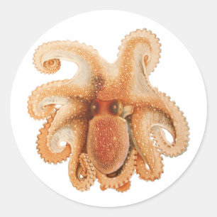 Pegatina Redonda Octopus Salutii, Animales Acuáticos Marinos