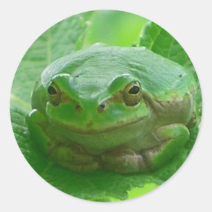 Pegatina Redonda Oh feliz día - la rana verde cierra