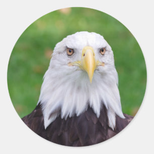 Pegatina Redonda Ojos de un águila calva