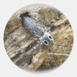Pegatina Redonda Ojos Orientales Elater Click Beetle - Alaus oculat