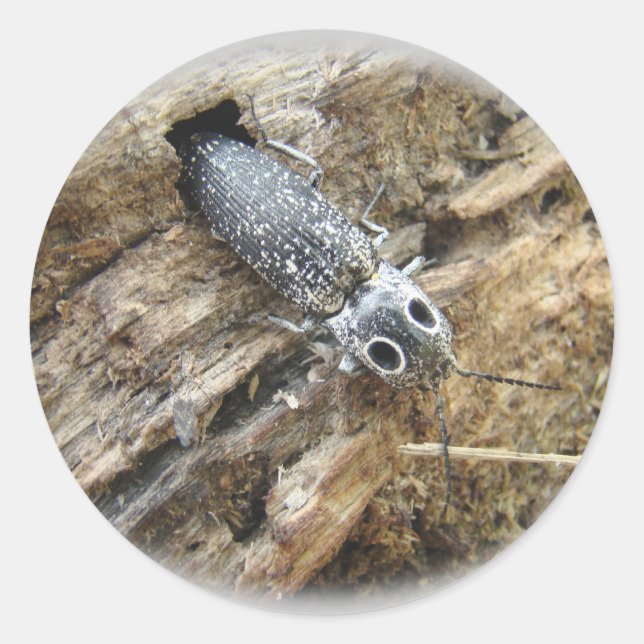 Pegatina Redonda Ojos Orientales Elater Click Beetle - Alaus oculat (Anverso)