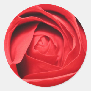 Pegatina Redonda Olor a un Rosa
