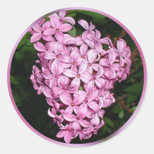 Pegatina Redonda Olor de lilas