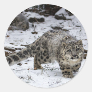 Pegatina Redonda Onza Cub
