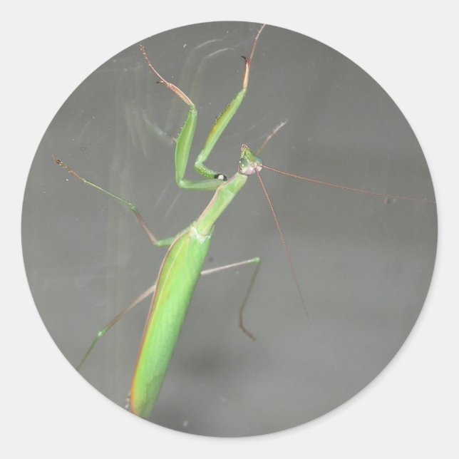 Pegatina Redonda Orando a Mantis (Anverso)