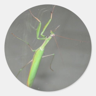 Pegatina Redonda Orando a Mantis