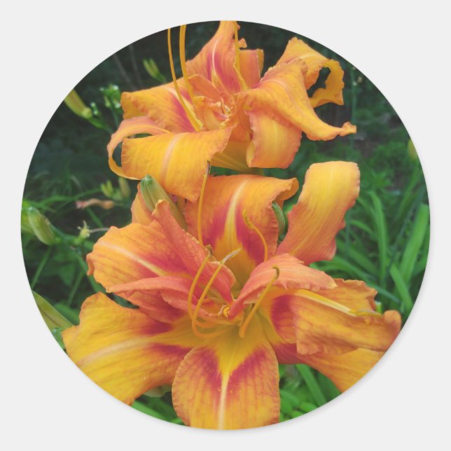 Pegatina Redonda Orange Daylily Blooms (Anverso)