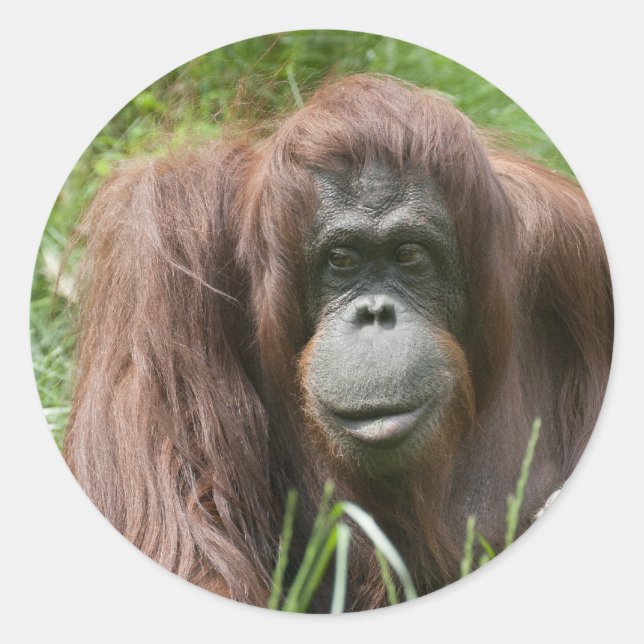 Pegatina Redonda Orangutan (Anverso)