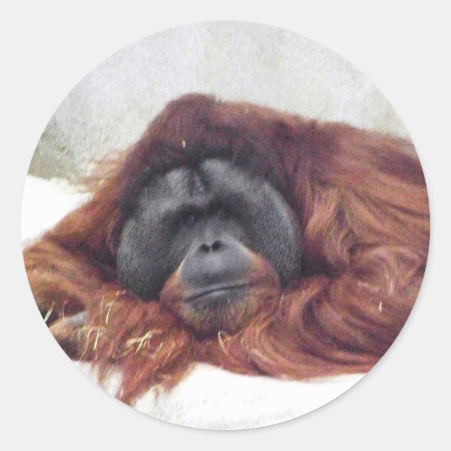 Pegatina Redonda Orangután (Anverso)
