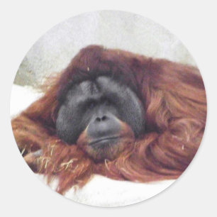 Pegatina Redonda Orangután