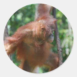 Pegatina Redonda Orangután del gran mono