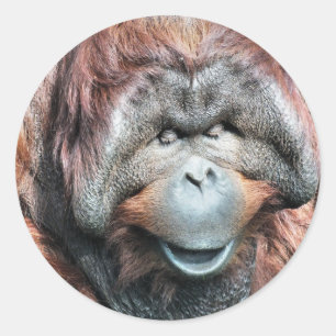 PEGATINA REDONDA ORANGUTANOS