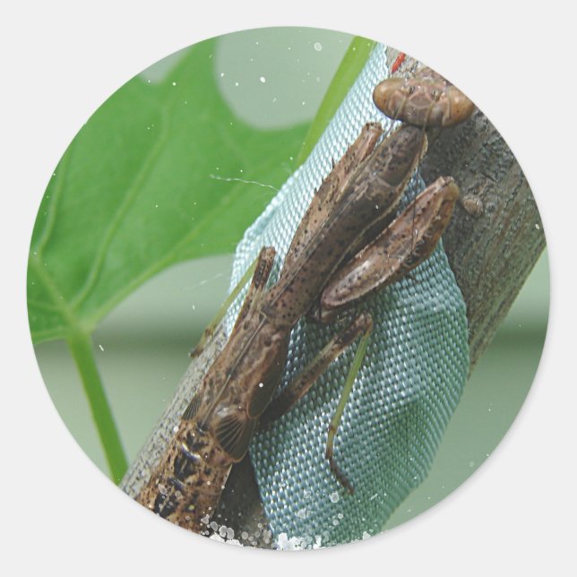 Pegatina Redonda Orar el insecto de Mantis (Anverso)