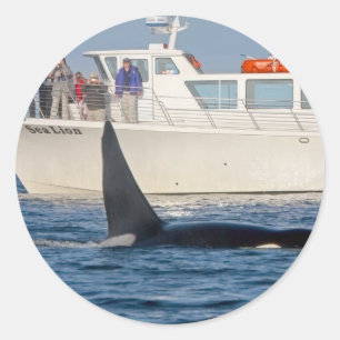 Pegatina Redonda Orca de la orca - transeúnte, Washington