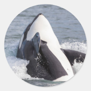 Pegatina Redonda Orca saltando fuera del agua
