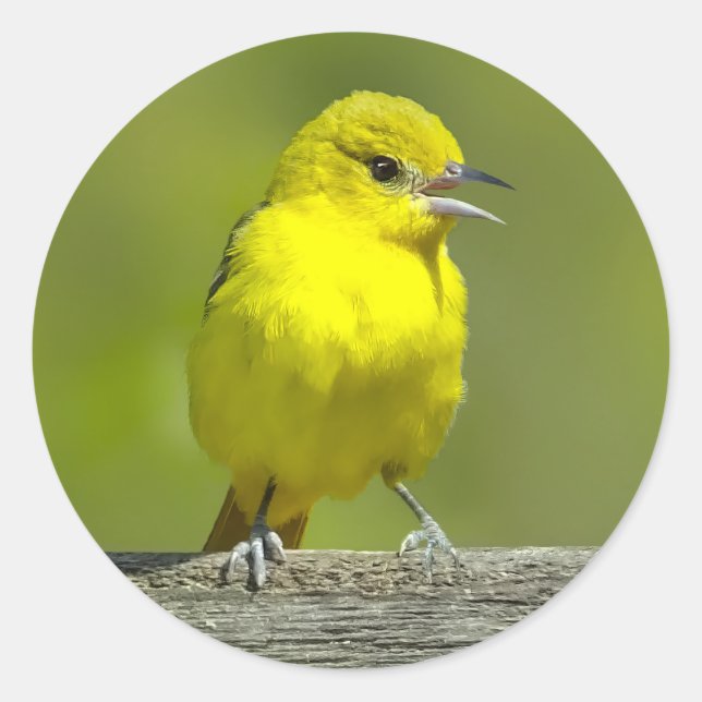 Pegatina Redonda Orchard Oriole - Foto original (Anverso)