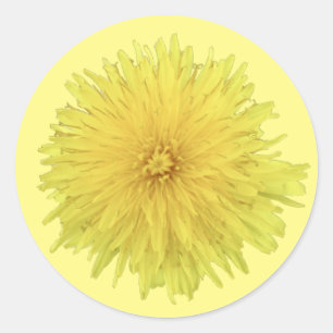 Pegatina Redonda Orgullosa flor de Dandelion - transparente.